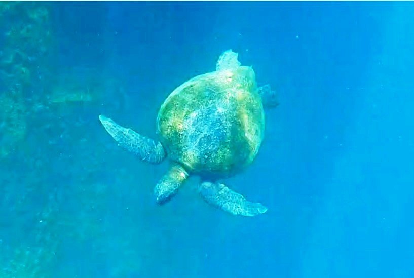 Sea turtle gliding through deep blue water.