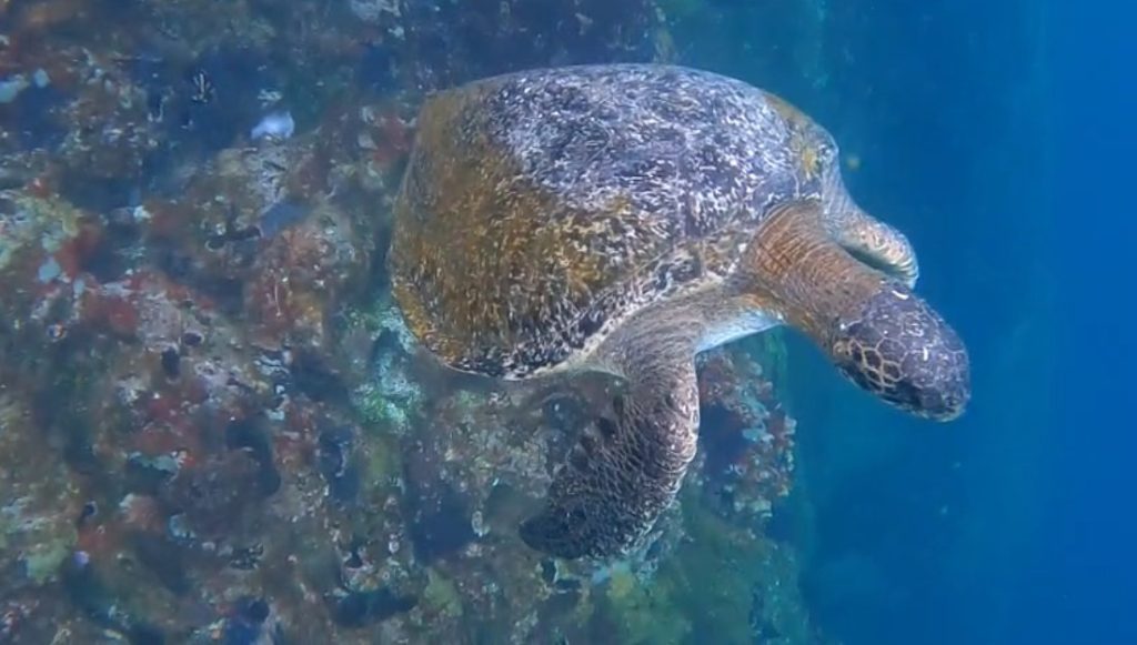 Green sea turtle swimming beside volcanic reef walls while snorkeling at Kicker Rock in the Galapagos.