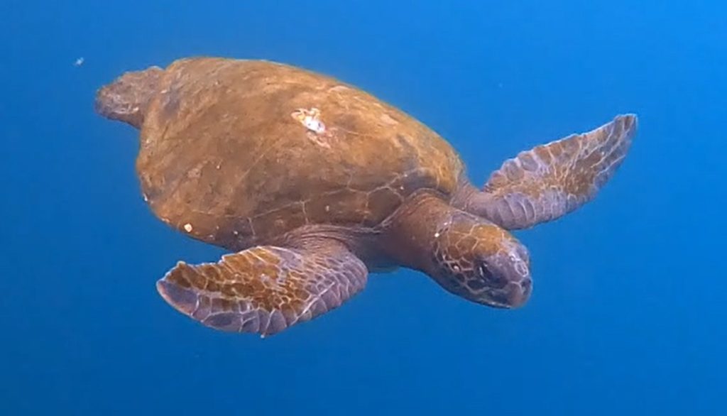 A brown seat turtle swims towards the camera with its fins spread out.
