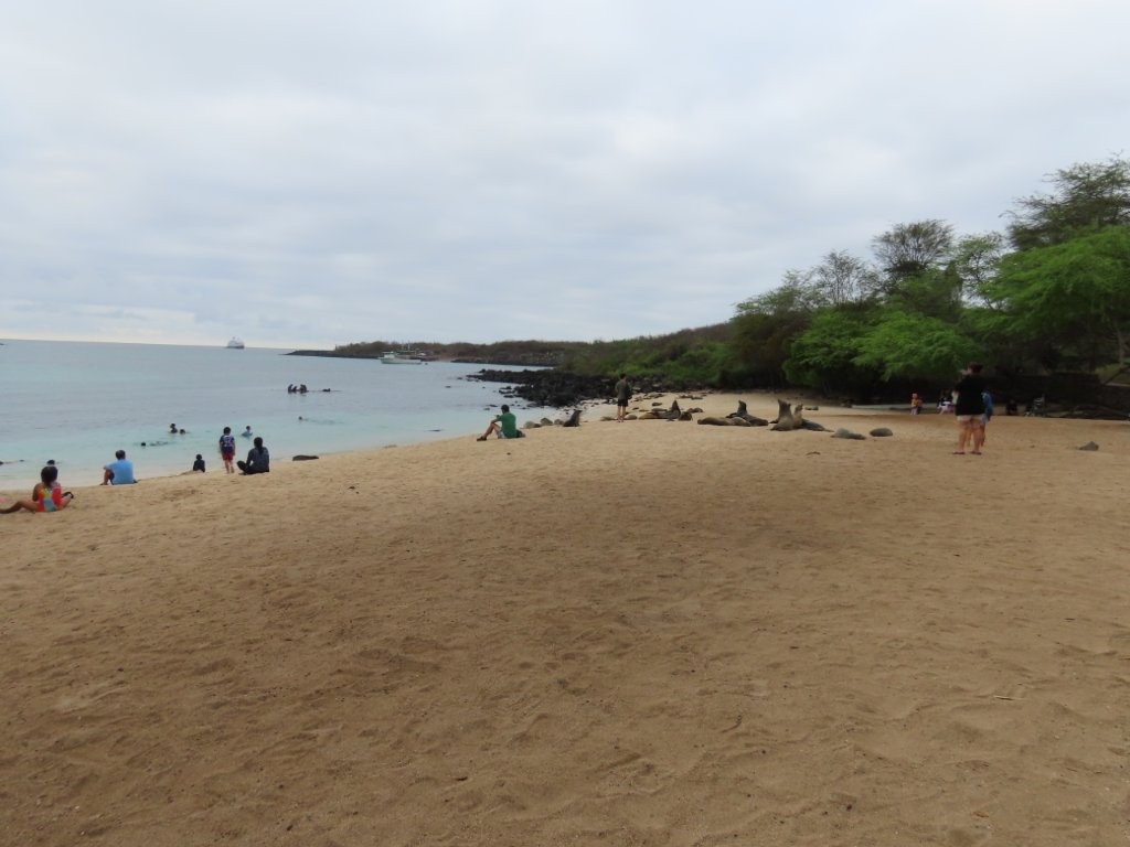 Playa Mann’s calm sandy bay draws swimmers, snorkelers, and sunbathers alongside Galápagos sea lions just minutes from Puerto Baquerizo Moreno. It’s one of the best free things to do in San Cristóbal Galapagos for an easy beach day close to town.