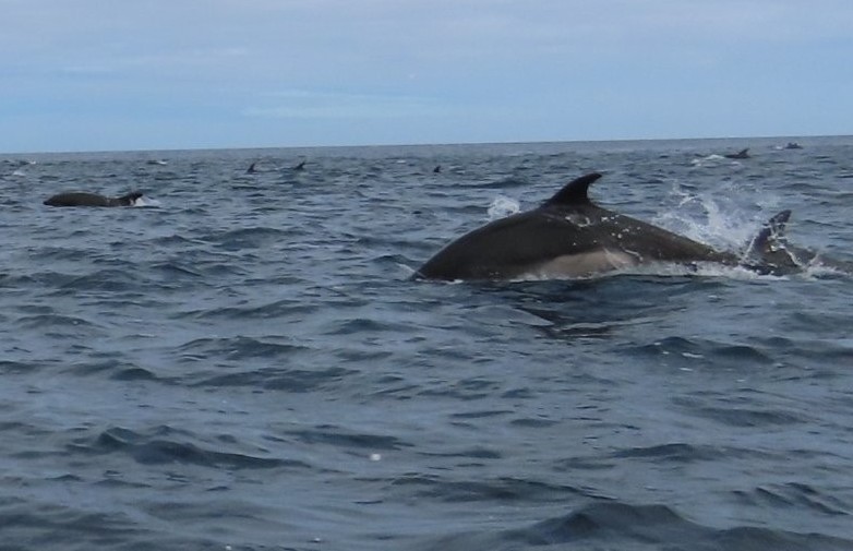 A bottlenose dolphin leaps beside the boat in open water on the way to Punta Pitt. This unexpected dolphin encounter turned the long ride to Punta Pitt into one of the most memorable wildlife moments of our Galapagos trip.