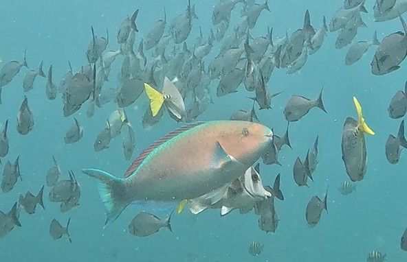 A big Pink and green parrot fish swims amongst a school or smaller less colorful fish.