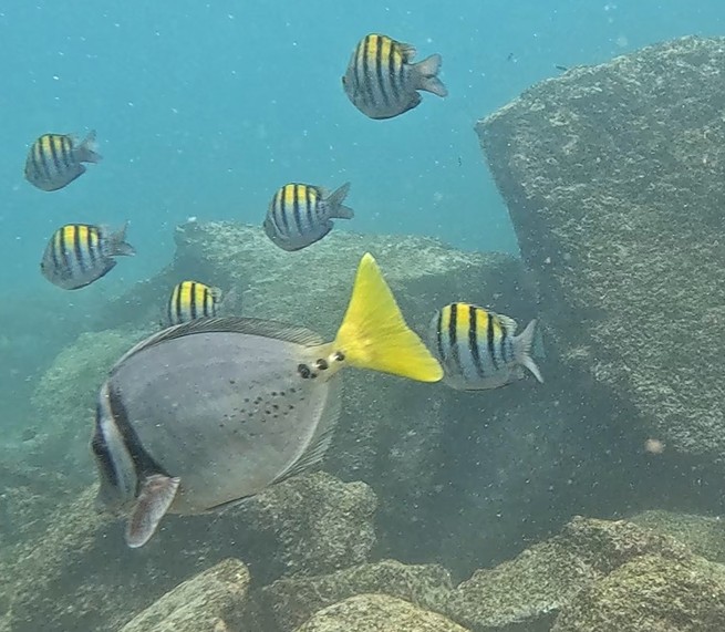 Tropical gray, black and yellow fish swimming above volcanic boulders at one of Punta Pitt’s snorkel sites.