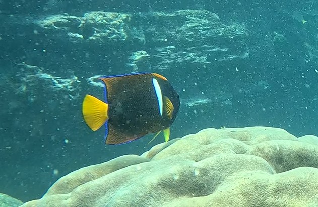 a Bright angelfish glides over coral and rock formations while snorkeling near Punta Pitt.