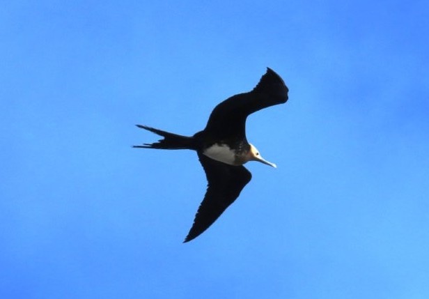 Black and white Magnificent frigatebird with his forked tail soaring over Punta Pitt’s dramatic coastline against a dark blue sky.