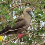 A red-footed booby perches in green coastal shrubs with its pale blue beak and red feet clearly visible. Seeing red-footed boobies in the wild is one of the biggest reasons to book the Punta Pitt tour from San Cristobal.