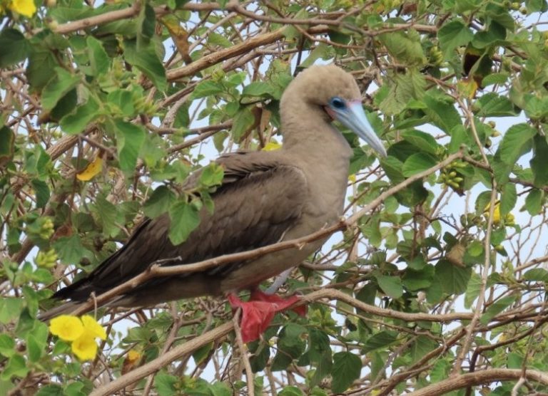 A red-footed booby perches in green coastal shrubs with its pale blue beak and red feet clearly visible. Seeing red-footed boobies in the wild is one of the biggest reasons to book the Punta Pitt tour from San Cristobal.