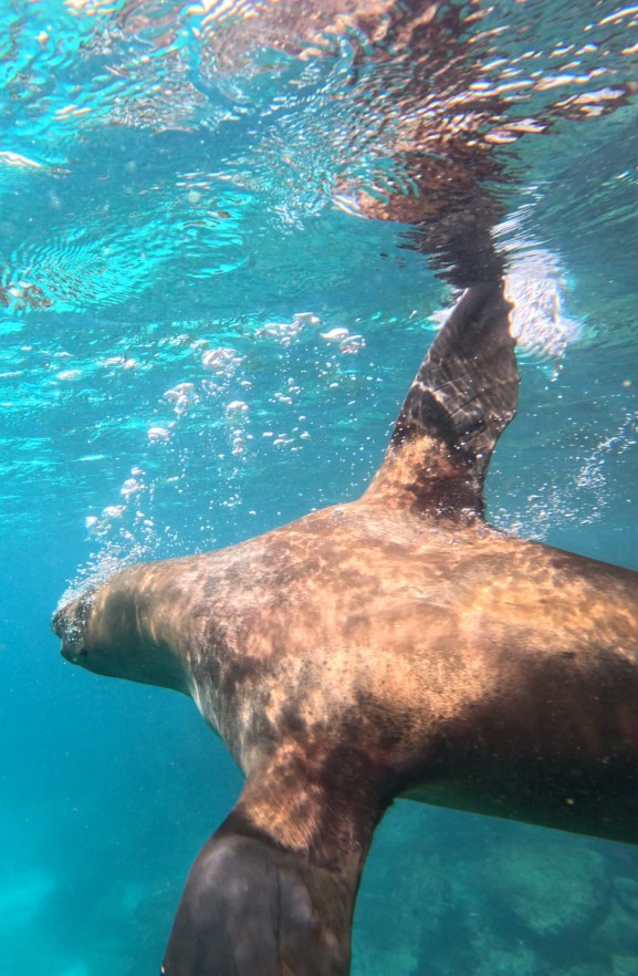 Galapagos sea lion swimming playfully beside us while snorkeling at Punta Pitt.