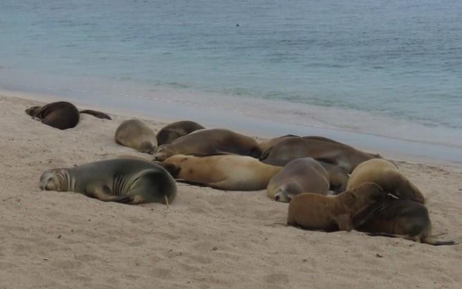 A colony of Galápagos sea lions naps along the sand at Punta Carola Beach beside calm turquoise water.
