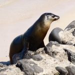 A young Galápagos sea lion poses on volcanic rocks above a pale sand beach.