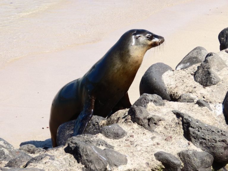 A young Galápagos sea lion poses on volcanic rocks above a pale sand beach.