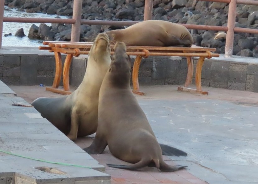 Two sea lions sit close together near a waterfront bench while another sea lion sleeps behind them. Everyday wildlife scenes like this are part of why a Galapagos liveaboard is not the only way to enjoy the islands.