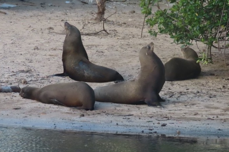 Sea lions lounge at the water’s edge beneath mangroves, creating a peaceful wildlife scene just off the San Cristóbal waterfront. Even hidden corners around town can turn into incredible free wildlife viewing spots.