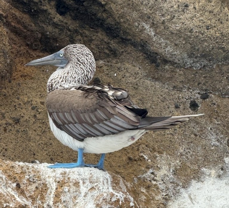 Close-up of a blue-footed booby perched on volcanic rock at Bartolome Island in the Galapagos, showing its bright blue feet and patterned feathers.