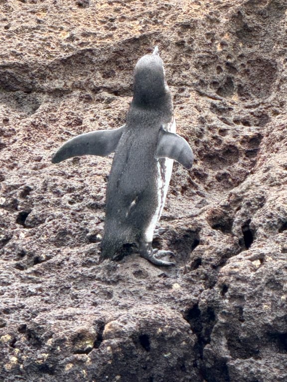 Galapagos penguin standing upright on rugged lava rocks at Bartolome Island, viewed from behind with flippers extended.