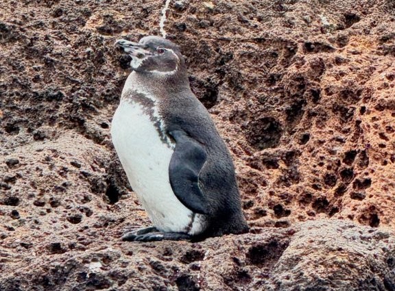 A Galapagos penguin stands on reddish volcanic rock along the shoreline of Bartolomé Island. Seeing penguins from the zodiac was one of the biggest surprises and highlights of our Bartolomé tour.