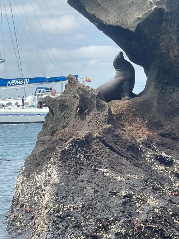A dark Galapagos sea lion rests upright on jagged black lava rock with a white sailboat floating in the background. Wildlife sightings along the coast added another memorable layer to the Bartolomé Island tour.