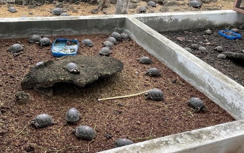 Dozens of small giant tortoises slowly crawl around enclosed breeding pens covered in volcanic gravel at the Charles Darwin Research Station. Seeing the baby tortoises and learning about conservation efforts was one of the most educational low-cost experiences we had on Santa Cruz Island.