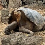 A massive giant tortoise with wrinkled skin and a dark domed shell stands on dry volcanic ground surrounded by lava rocks. Visiting the Charles Darwin Center gave us a close-up look at the famous tortoises that make the Galapagos so unique.