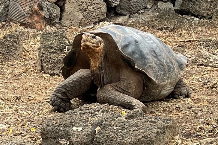 A massive giant tortoise with wrinkled skin and a dark domed shell stands on dry volcanic ground surrounded by lava rocks. Visiting the Charles Darwin Center gave us a close-up look at the famous tortoises that make the Galapagos so unique.
