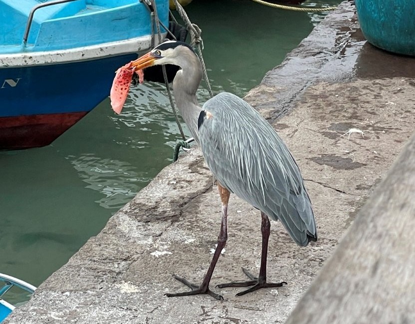 A gray heron stands on the edge of a fish market dock holding a large piece of pink fish in its beak beside fishing boats. Watching birds compete for scraps at the Puerto Ayora fish market was one of the most fascinating free wildlife experiences on Santa Cruz Island.