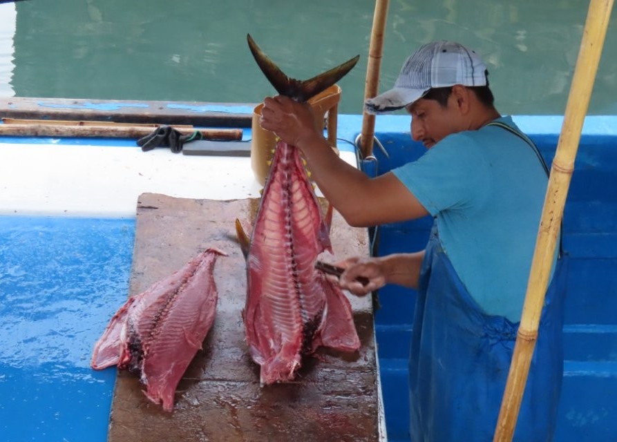 A fisherman in blue overalls fillets a large fish on a wooden table inside a working waterfront fish market. The fish markets offered a glimpse into everyday life in Puerto Ayora beyond the typical tourist attractions.
