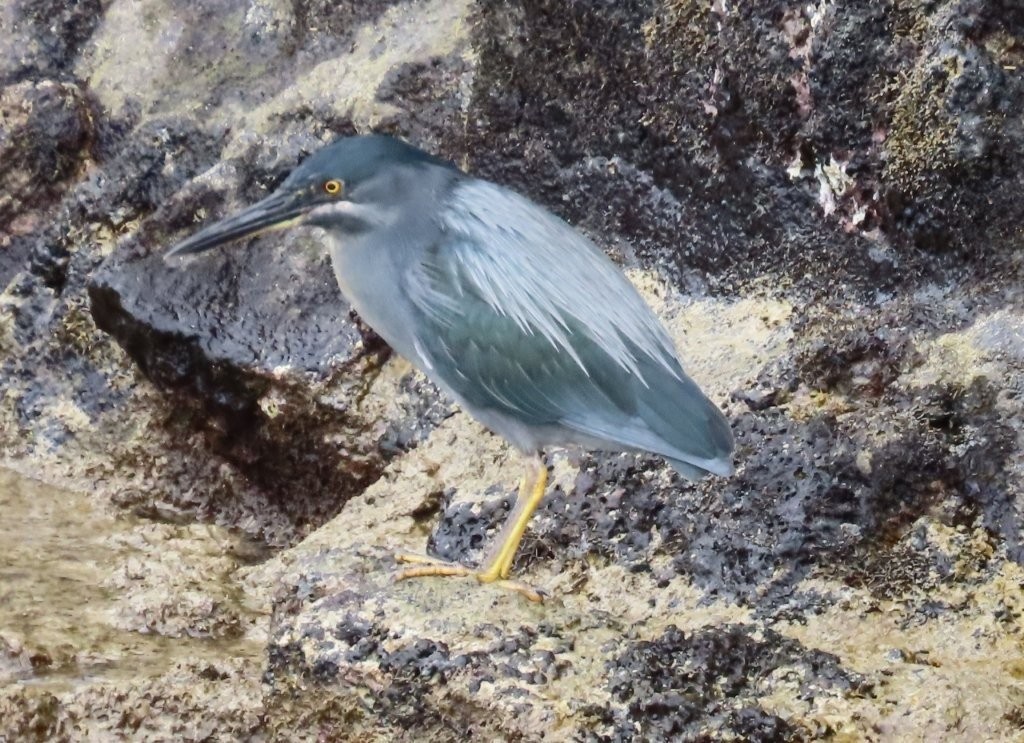 A lava heron with gray-blue feathers and bright yellow legs stands quietly on black volcanic rocks beside the shoreline. Birdwatching around Puerto Ayora became one of our favorite free things to do on Santa Cruz Island because we kept spotting species that were completely new to us.