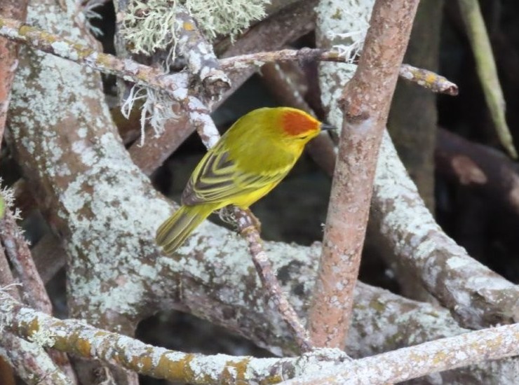 A tiny yellow mangrove warbler with an orange-brown head perches among tangled tree branches covered in pale lichen. The mangrove areas near the waterfront offered excellent free birdwatching opportunities on Santa Cruz Island.