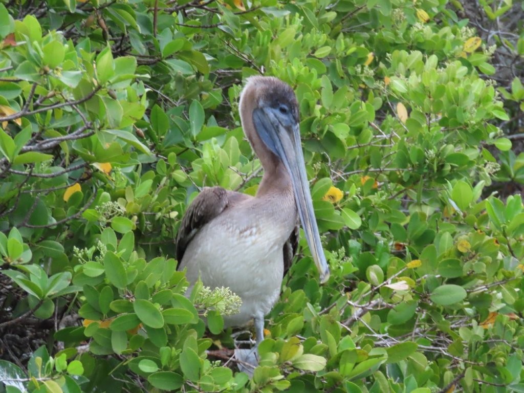 A brown pelican with a long bill rests among dense green mangrove branches near the waterfront. Pelicans were everywhere around Puerto Ayora, making simple waterfront walks surprisingly rewarding for wildlife lovers.
