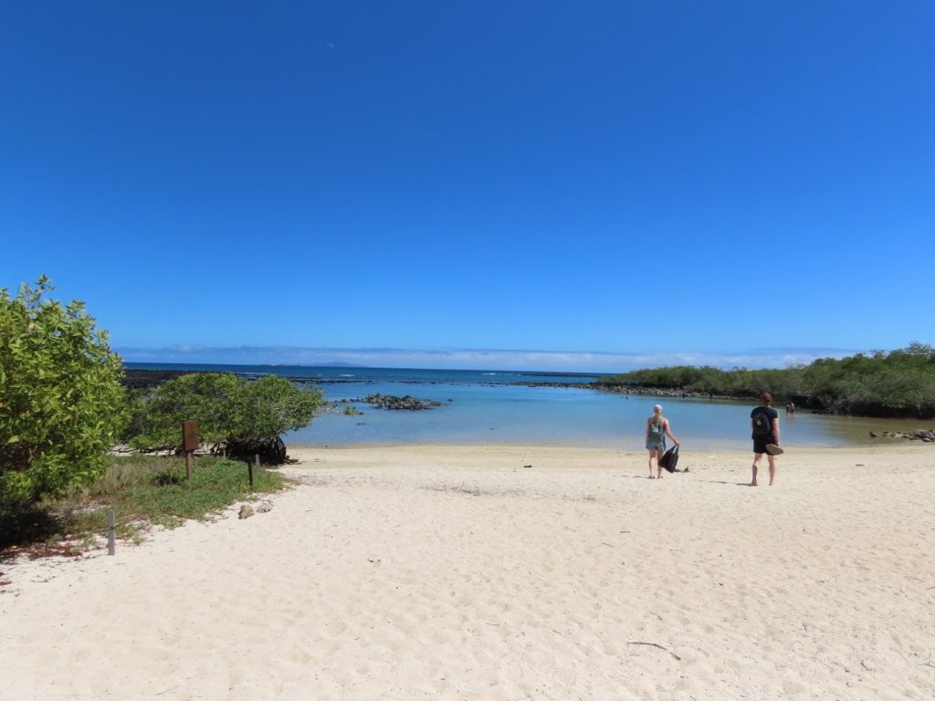 Two travelers walk toward a calm sandy beach surrounded by mangroves and turquoise water under a bright blue sky. Playa Los Alemanes is one of the prettiest free beach stops on Santa Cruz Island and pairs perfectly with a visit to Las Grietas.