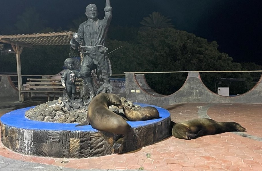 Several sea lions lounge and sleep around a waterfront monument at night in Puerto Ayora. Watching sea lions completely take over public spaces became one of the funniest free things to do on Santa Cruz Island.