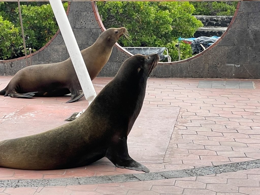 Two sea lions sit upright on a tiled waterfront plaza while looking alert near the harbor. Sea lions were impossible to miss in Puerto Ayora and often turned ordinary walks into wildlife encounters.
