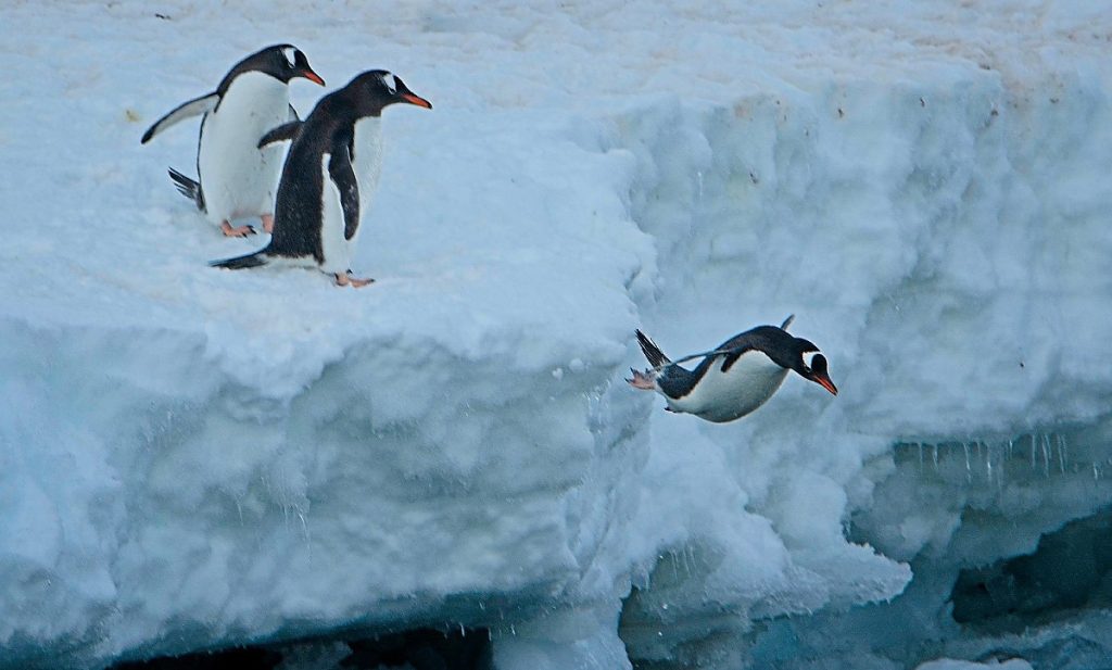 A gentoo penguin leaps into the icy water below while others watch from the ice.
