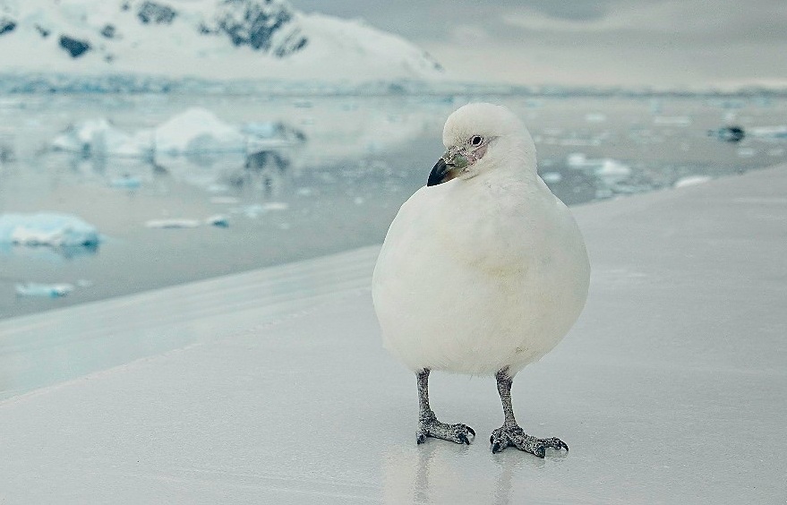 A Snowy Sheathbill stands on the railing of the ship. These scavengers are one of the few birds that spend their entire lives in Antarctica.