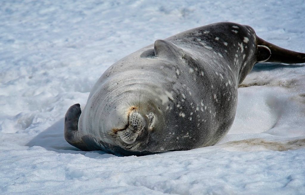 A large spotted seal lays belly-up on the ice.