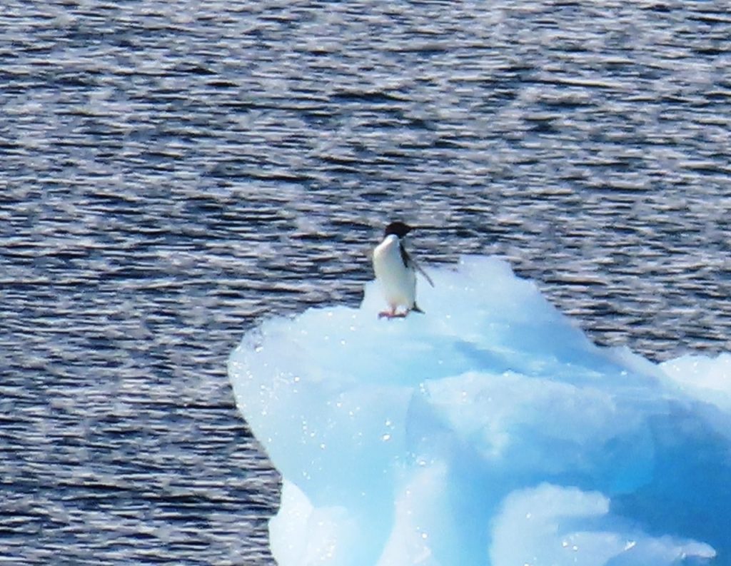 An Adélie penguin stands atop a sparkling blue iceberg in the Antarctic Peninsula. These small, energetic penguins were one of the highlights of our Antarctica wildlife cruise.
