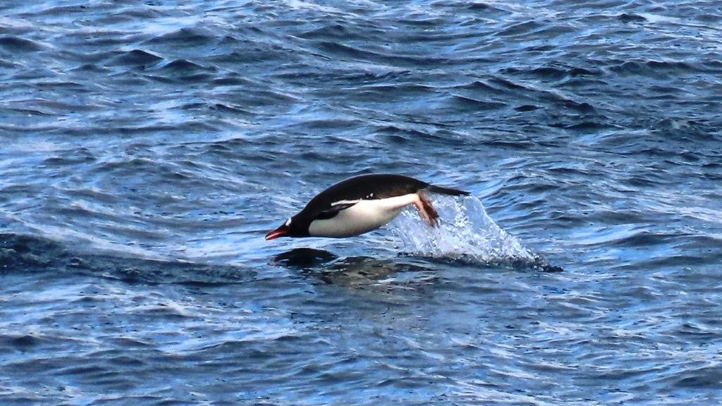 A black and white Gentoo Penguin bursts completely out of the icy blue water.