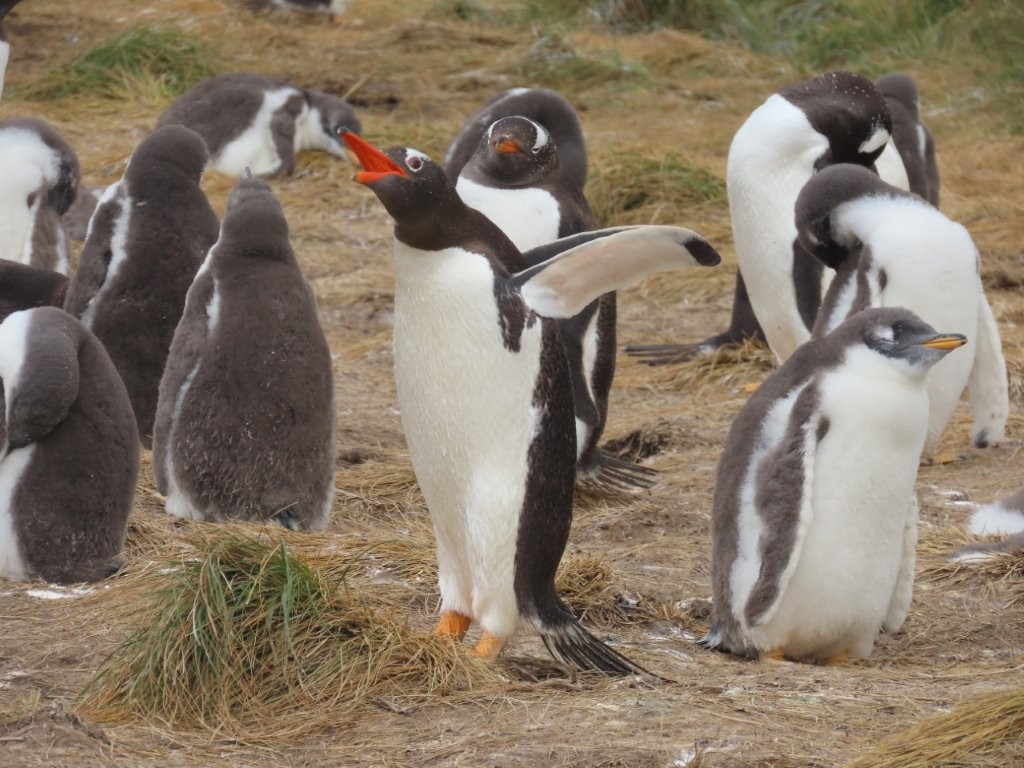 A Gentoo penguin spreads his wings and opens his bright red month while a smaller fuzzier chick stands nearby.
