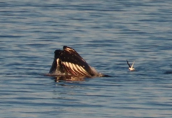 AA humpback whale surfaces beside the cruise ship while a seabird flies overhead. Wildlife encounters like this were included in our cruise fare and didn't add to our Antarctica cruise cost.