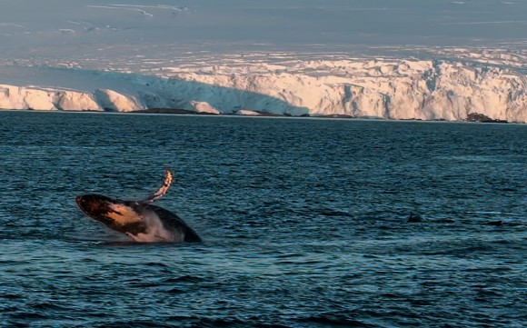 A humpback whale comes completely out of the water as he breaches in the icy Antarctic Ocean