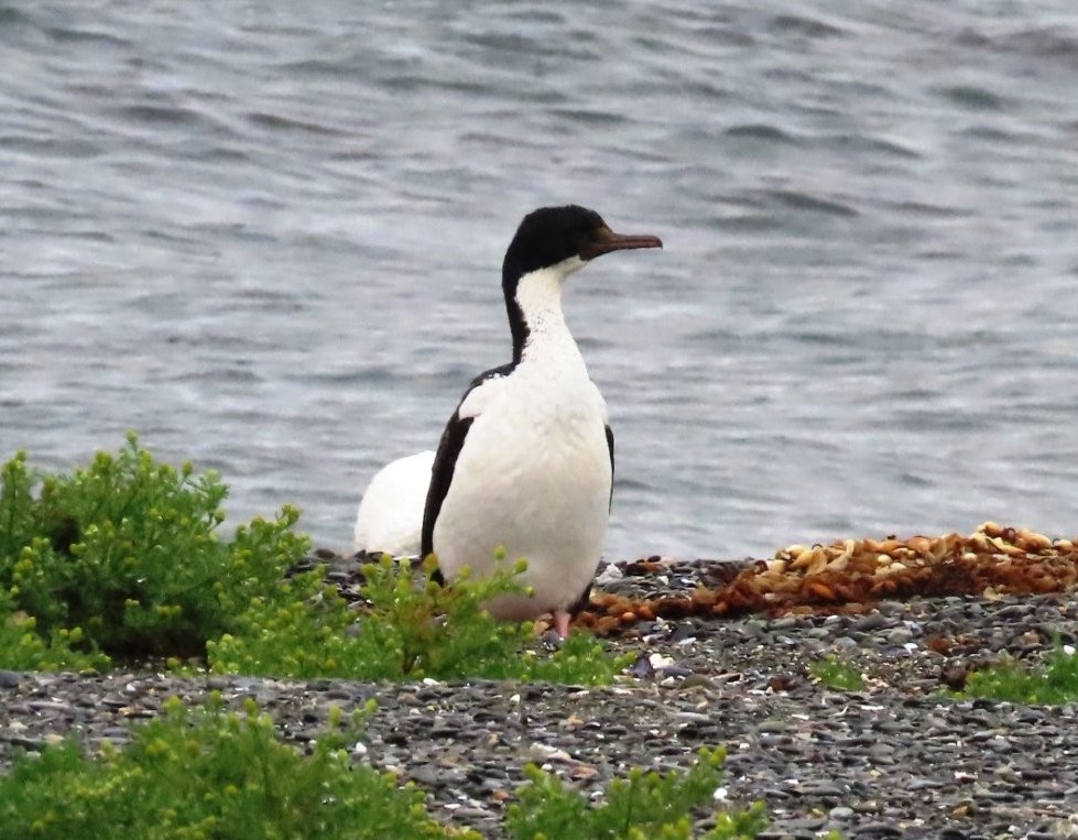 An Imperial Cormorant stands along the Antarctic coast. From a distance, these black-and-white seabirds are often mistaken for penguins.