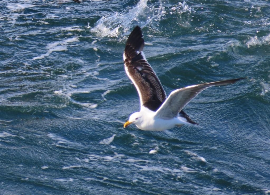 A large white Kelp Gull with black wings flies past our ship over the choppy icy blue waters. 