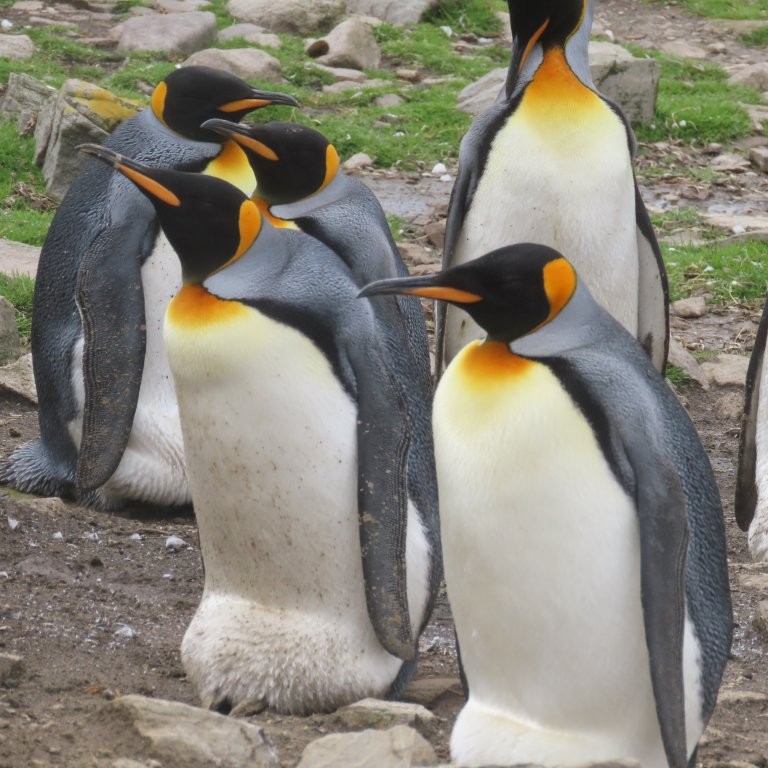 A group of king penguins gathers at Bluff Cove in the Falkland Islands, giving us our first close-up look at the second-largest penguin species in the world.