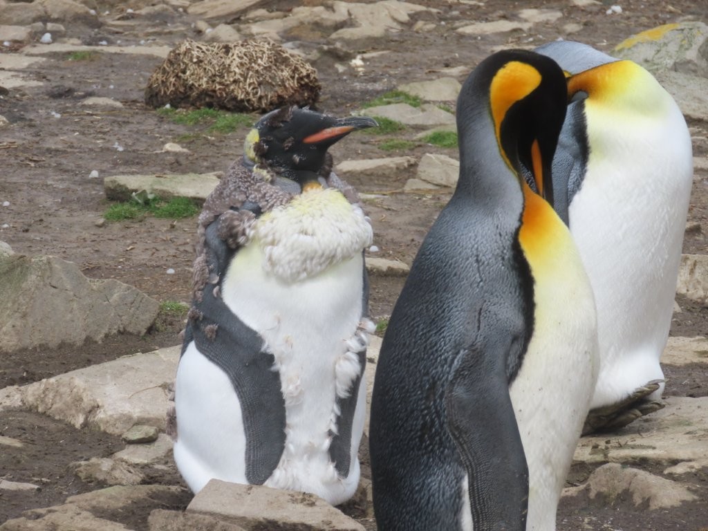A molting king penguin sheds its old feathers at Bluff Cove in the Falkland Islands, revealing one of the more unusual stages of the penguin life cycle.