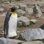 A king penguin stands proudly at Bluff Cove in the Falkland Islands.