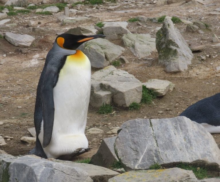 A king penguin stands proudly at Bluff Cove in the Falkland Islands.