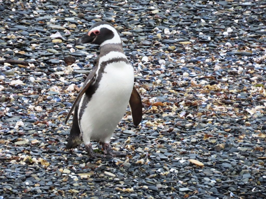 A Magellanic penguin stands near it's nesting area in the Beagle Channel.