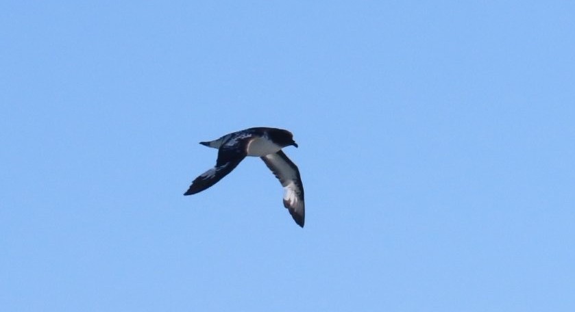 A Cape (Pintado) Petrel glides effortlessly above the Southern Ocean, one of the many seabirds we spotted during our Antarctica cruise.