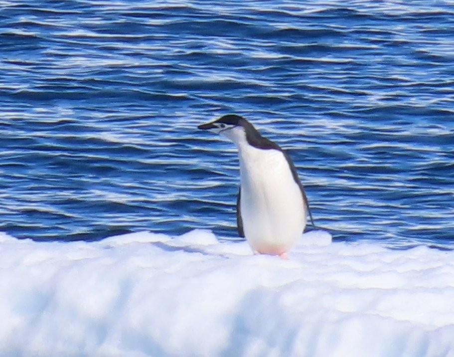 A chinstrap penguin stands alone on a snowy piece of ice surrounded by blue water. Seeing penguins from the ship was one of the wildlife moments that made our scenic cruise unforgettable.
