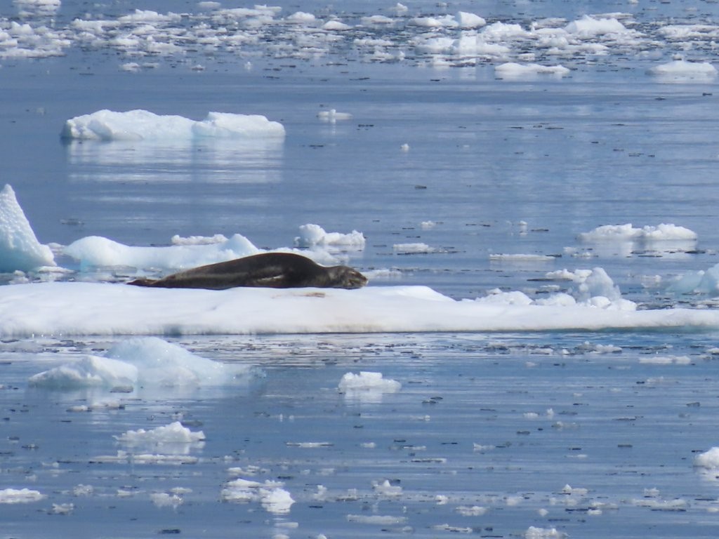 A Leopard seal rests on a flat piece of floating ice surrounded by smaller chunks of sea ice. Moments like this proved that scenic cruising still offered memorable views of Antarctica’s wildlife.